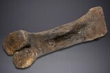 Fossil Hadrosaur Femur With Metal Stand - Montana #352273-11